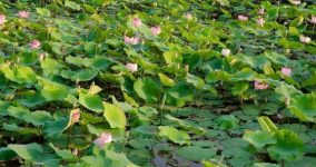 Ngắm Mùa Sen Nở Rực Rỡ ở Ninh Bình: Địa Điểm và Trải Nghiệm Không Thể Bỏ Lỡ