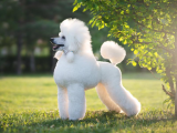 Top 5 Kiểu Lông Chó Poodle Đẹp Nhất Cho Cún Yêu của Bạn
